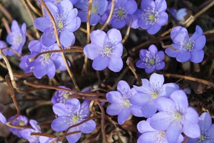 紫色小花绽放生机