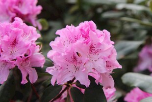 娇艳粉色杜鹃花绽放