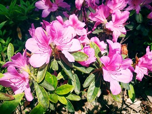 娇艳盛开的粉色杜鹃花
