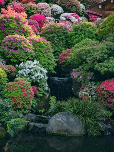 日式花园花卉与溪流美景