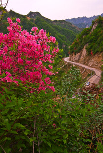 山间烂漫繁花与蜿蜒小路