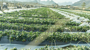 现代化温室草莓种植场景