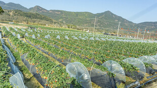 田园草莓种植景观