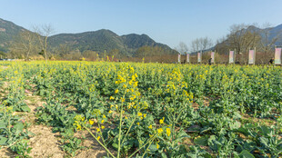 金黄花田美景