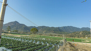 田园风光中的草莓种植地