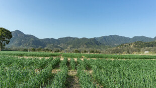 田园风光 葱郁农田与远山