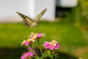 蝴蝶停驻于粉色小花上