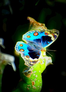 蓝彩蝴蝶栖息绿叶间