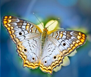 美丽蝴蝶停驻娇艳花朵