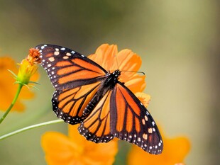 蝴蝶栖于艳黄花朵上