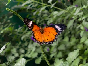 橙蝶停驻绿叶间