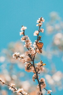 枝头繁花绽春日好风光