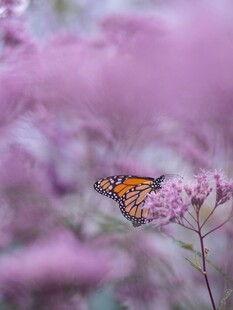 蝶舞紫花丛中
