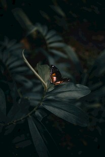 暗夜中栖息于叶上的蝴蝶