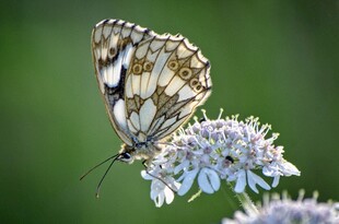 蝴蝶停驻在紫色花朵上