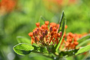 鲜艳橙花绽放绿叶间
