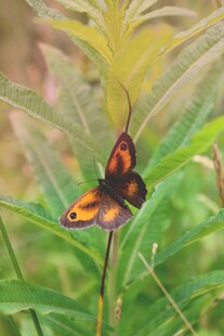 绿叶上的斑斓蝴蝶