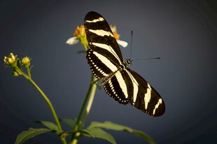 条纹蝴蝶停驻黄色小花上