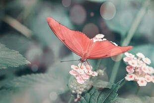 红蝶栖于粉花绿叶间