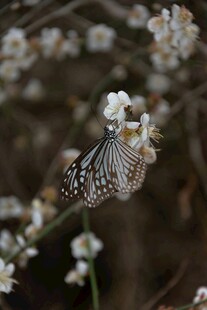 蝴蝶停驻于白色小花上