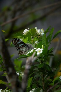 蝴蝶停驻于繁花间