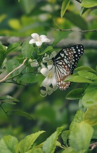 蝴蝶停驻花枝间