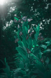 阳光洒落的繁茂绿植