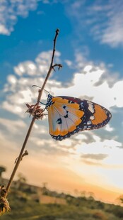 夕阳下停在枝上的彩蝶