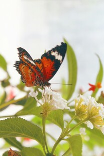 彩蝶停驻繁花间