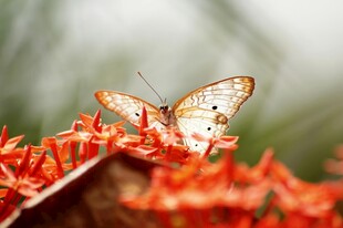 蝴蝶停驻鲜艳花朵上