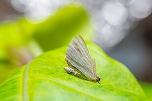 绿叶上的小灰蝶