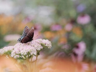 蝴蝶停驻于繁花之上
