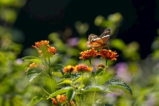 花丛中停歇的蝴蝶