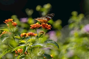 花丛中飞舞的蝴蝶