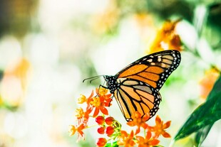 蝴蝶停驻鲜艳花朵上