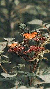 绿叶间的橙蝶与红果