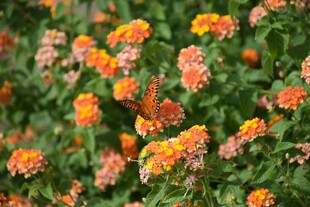 鲜艳马缨丹花丛