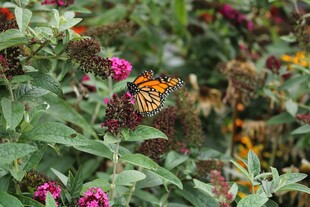 花丛中彩蝶飞舞
