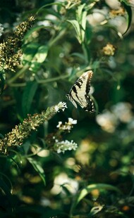 绿叶丛中的蝴蝶