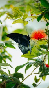 黑蝶停驻于红花绿叶间