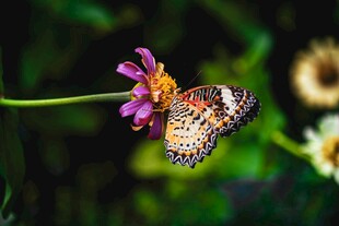 蝴蝶停驻在娇艳花朵上