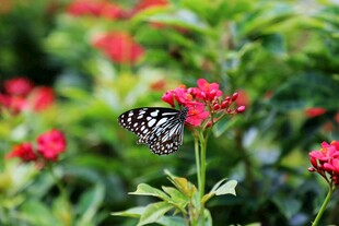蝴蝶停驻于艳红花朵间