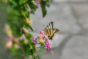 蝴蝶停驻繁花上