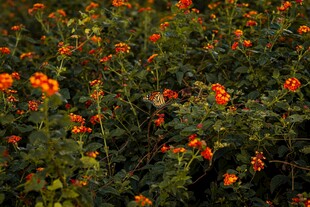 橙色小花丛生机盎然