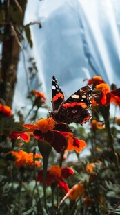 花丛中斑斓蝴蝶