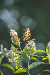 蝴蝶停驻绿植花朵间