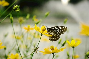 蝴蝶停驻黄色小花上