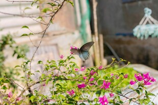 花丛中飞舞的小鸟