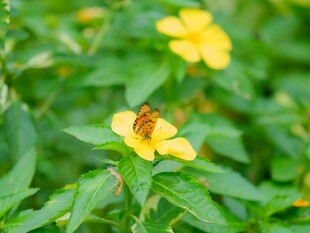绿叶间的黄色小花与蜜蜂