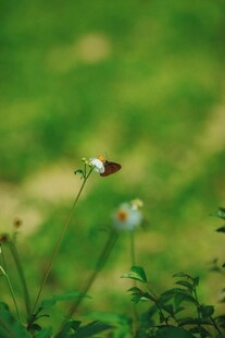 草丛中绽放的清新小花
